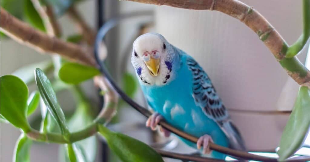 How to Train Your Parakeet: 7 Helpful Tips for Gaining Trust