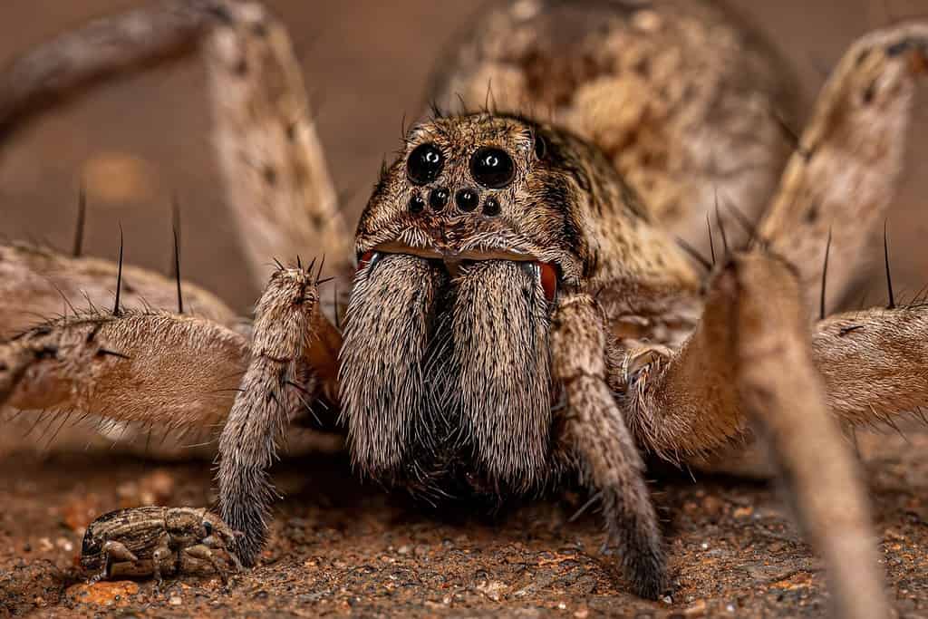 8 Spiders Crawling Around San Diego