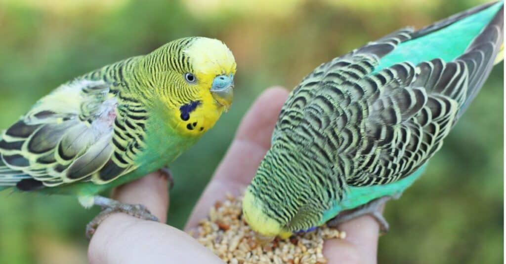 How to Train Your Parakeet: 7 Helpful Tips for Gaining Trust