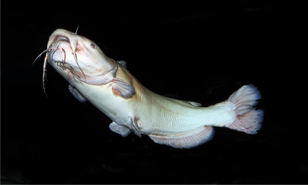 Discover the Largest Fish Ever Caught in Wisconsin