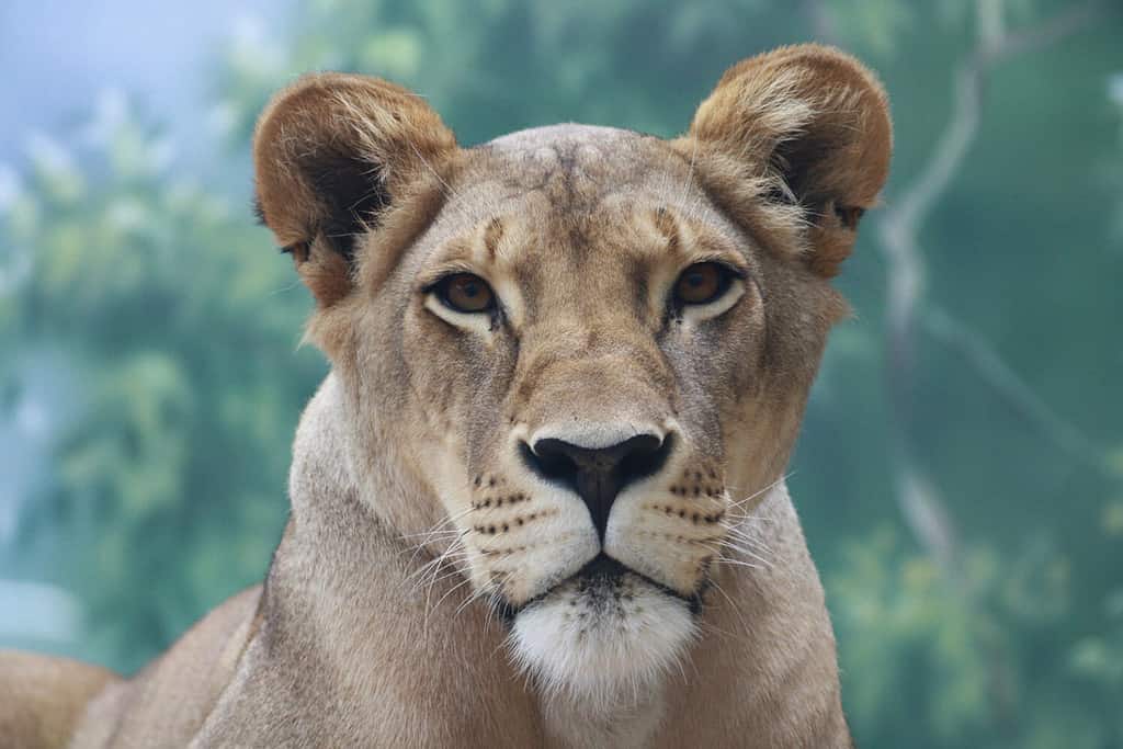 Discover How Long Lions Can Go Without Eating, Plus 3 Other Amazing Facts About Their Diet