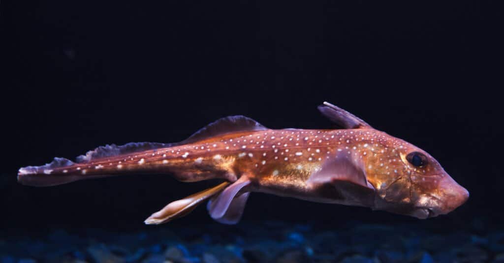 Discover the Underwater Chain of Volcanos Off the Coast of New England and Just How Big They Are