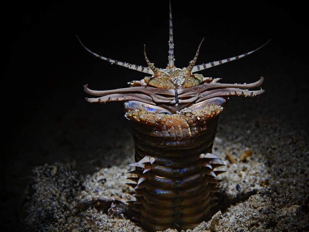 Discover the Bobbit Worm: The Terrifying Fish Snatching Creature Of the Sea