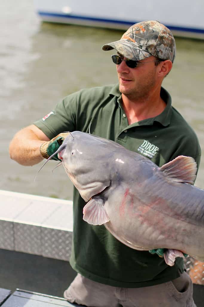 Discover the Largest Blue Catfish Ever Caught