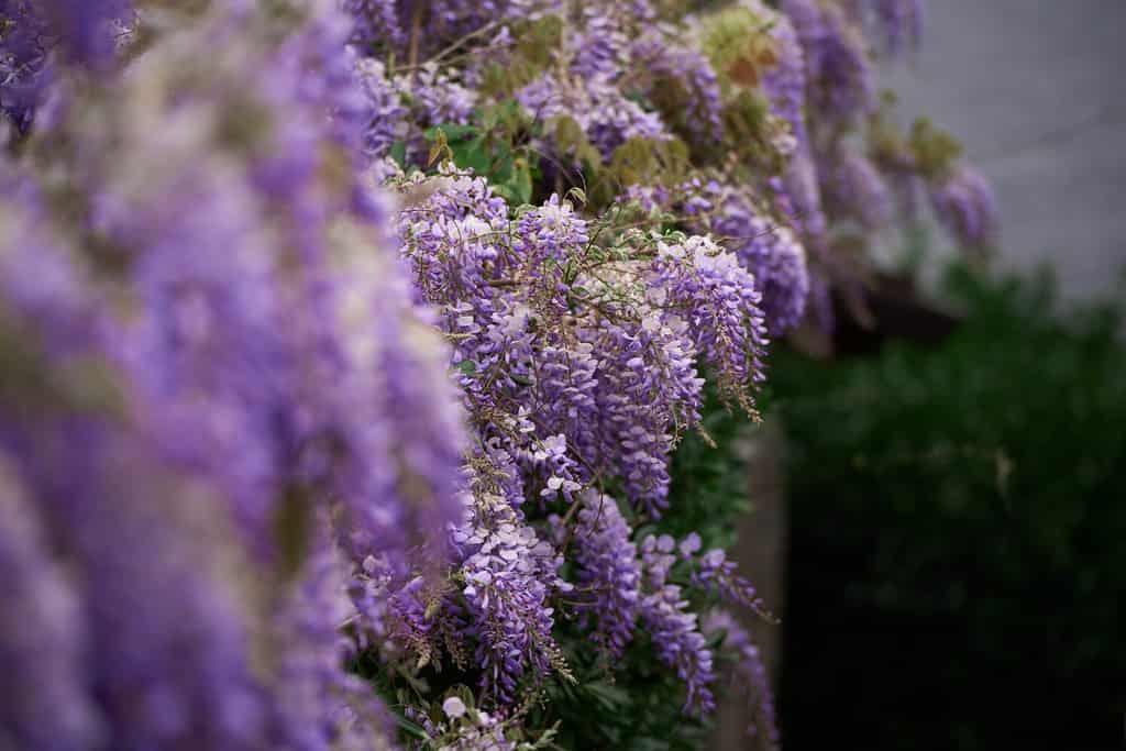 When Does Wisteria Bloom? Discover Peak Season by Zone