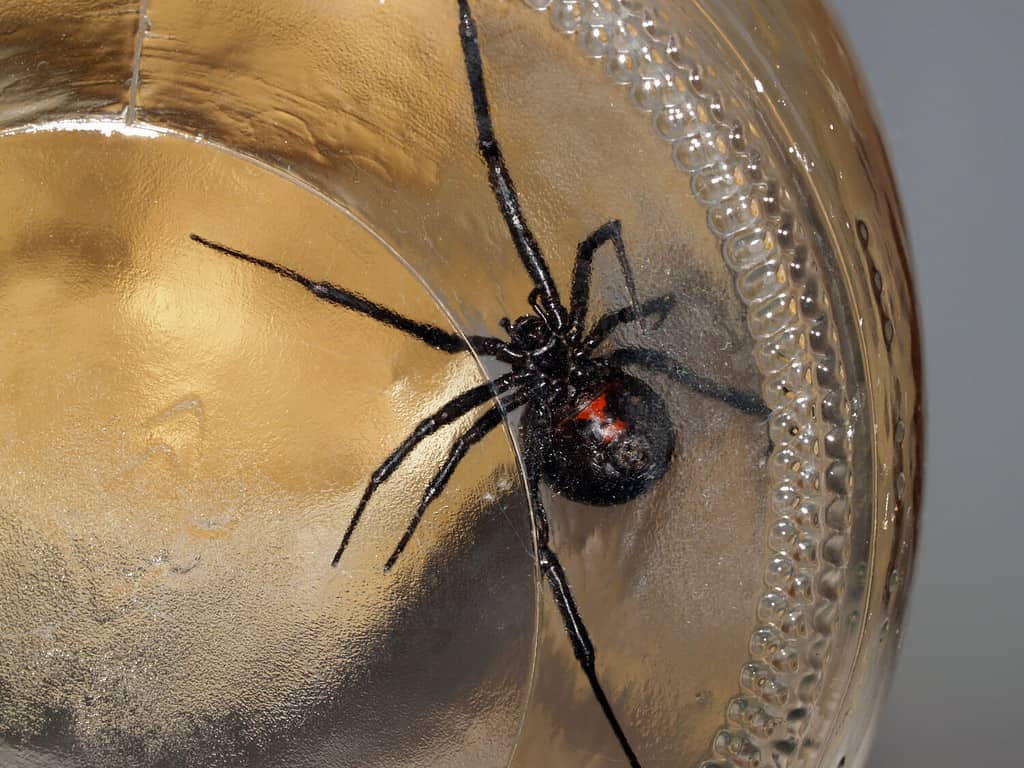 Discover 11 Types of Widow Spiders Throughout The World