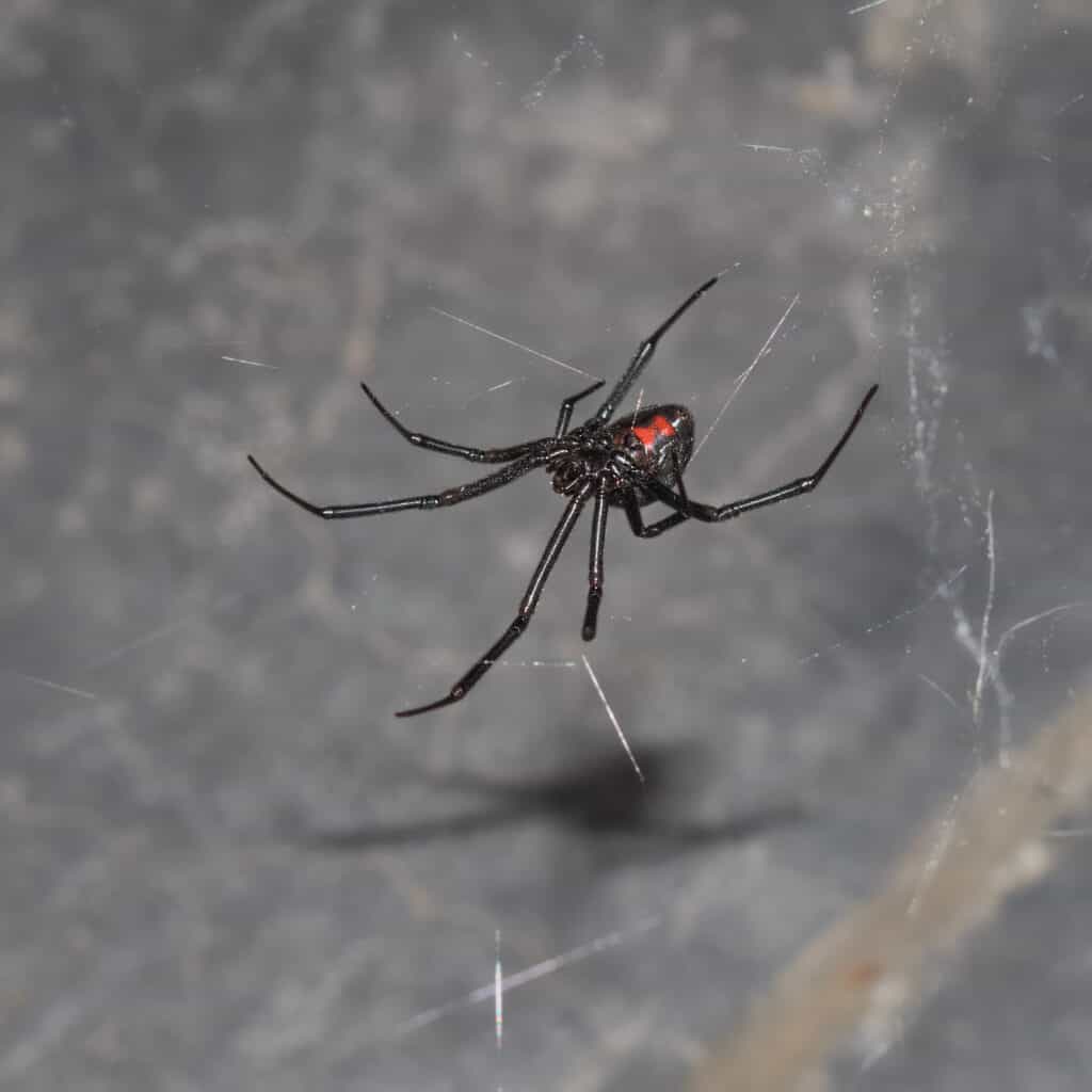 Discover 11 Types of Widow Spiders Throughout The World