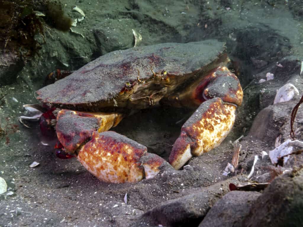 Washington Crabbing Season: Timing, Bag Limits, and Rules