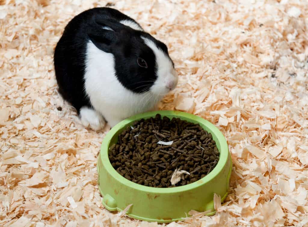 When to Neuter or Spay Your Rabbit: 5 Steps to Follow