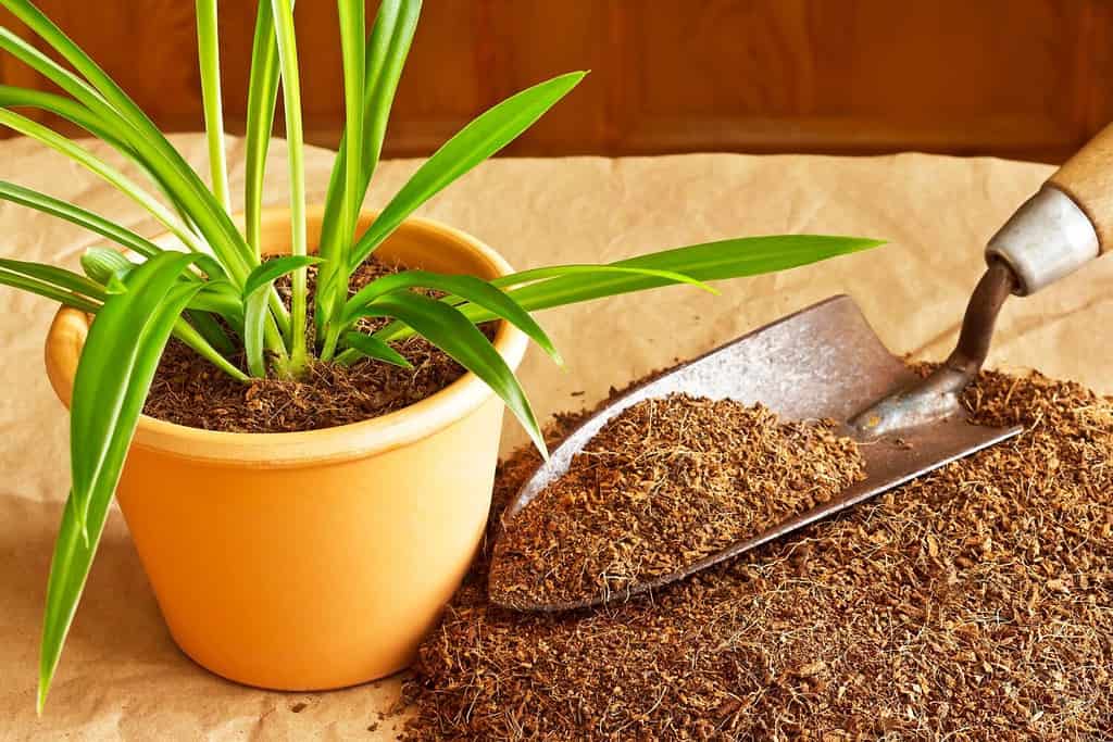 9 Tips On Dealing With Spider Eggs in Plant Soil