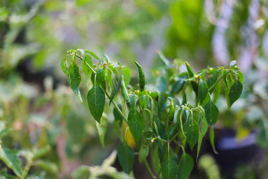 Winterized Peppers: 6 Helpful Tips for Overwintering Pepper Plants