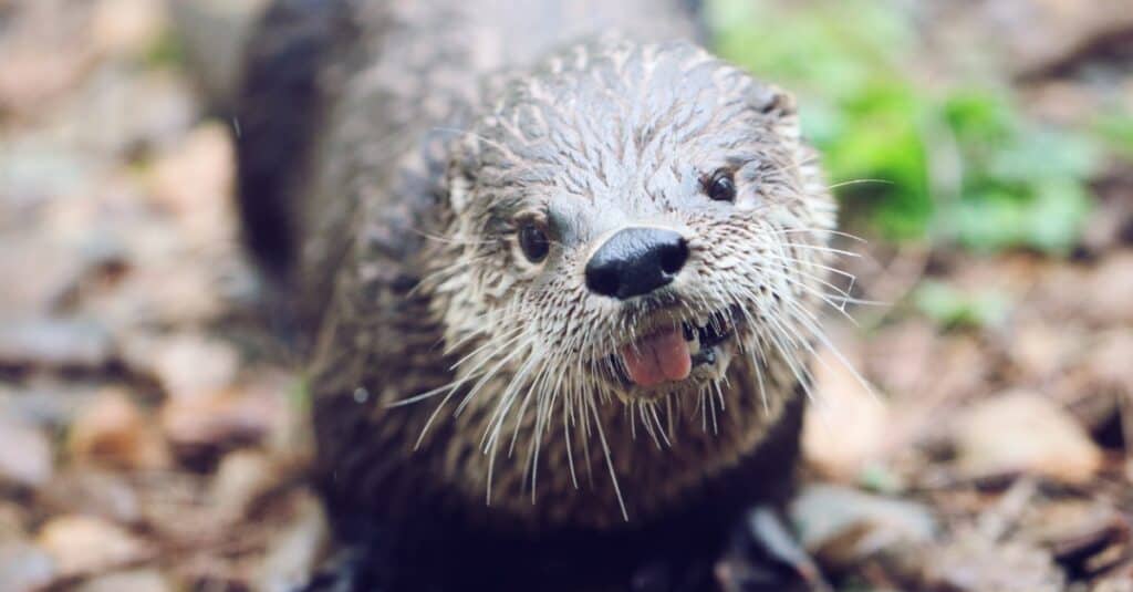 Otter Lifespan: How Long Do Otters Live in the Wild or Captivity?