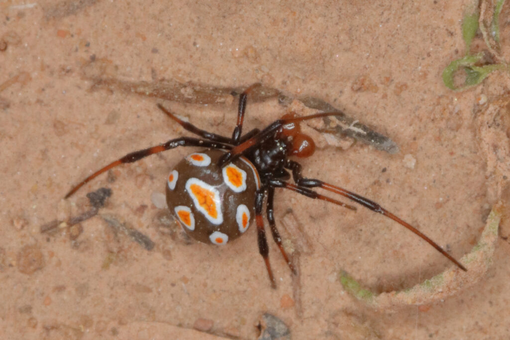 Discover 11 Types of Widow Spiders Throughout The World