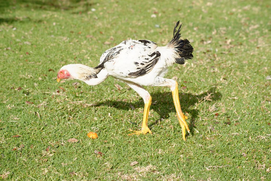 12 Tallest Chicken Breeds in the World