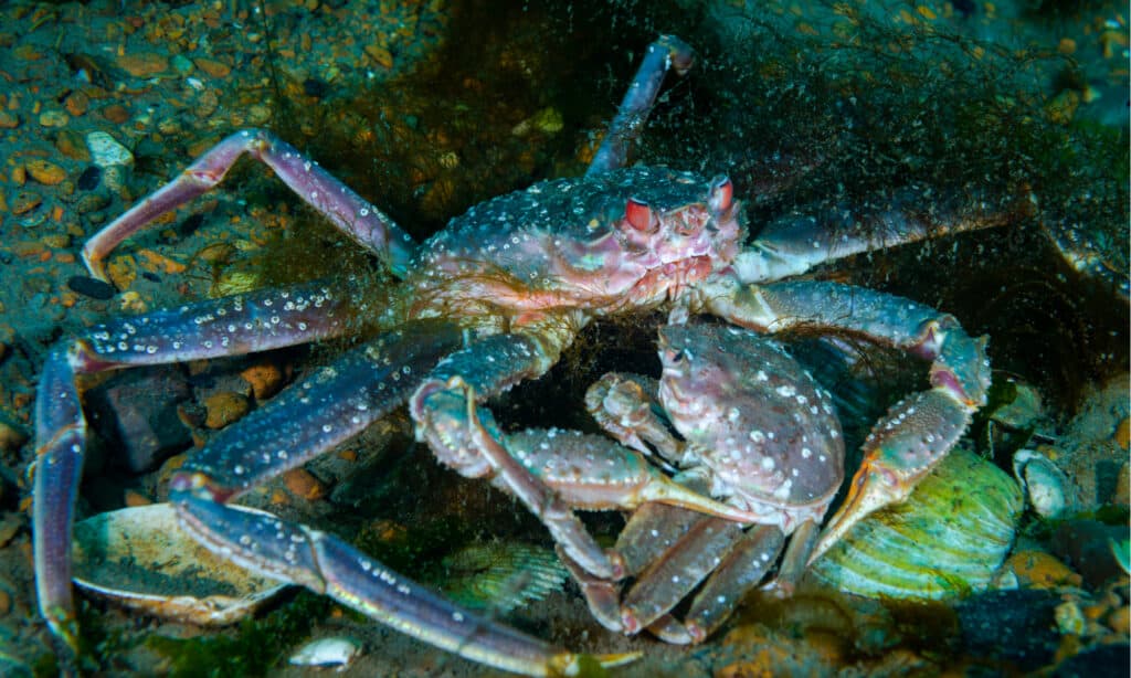 Washington Crabbing Season: Timing, Bag Limits, and Rules