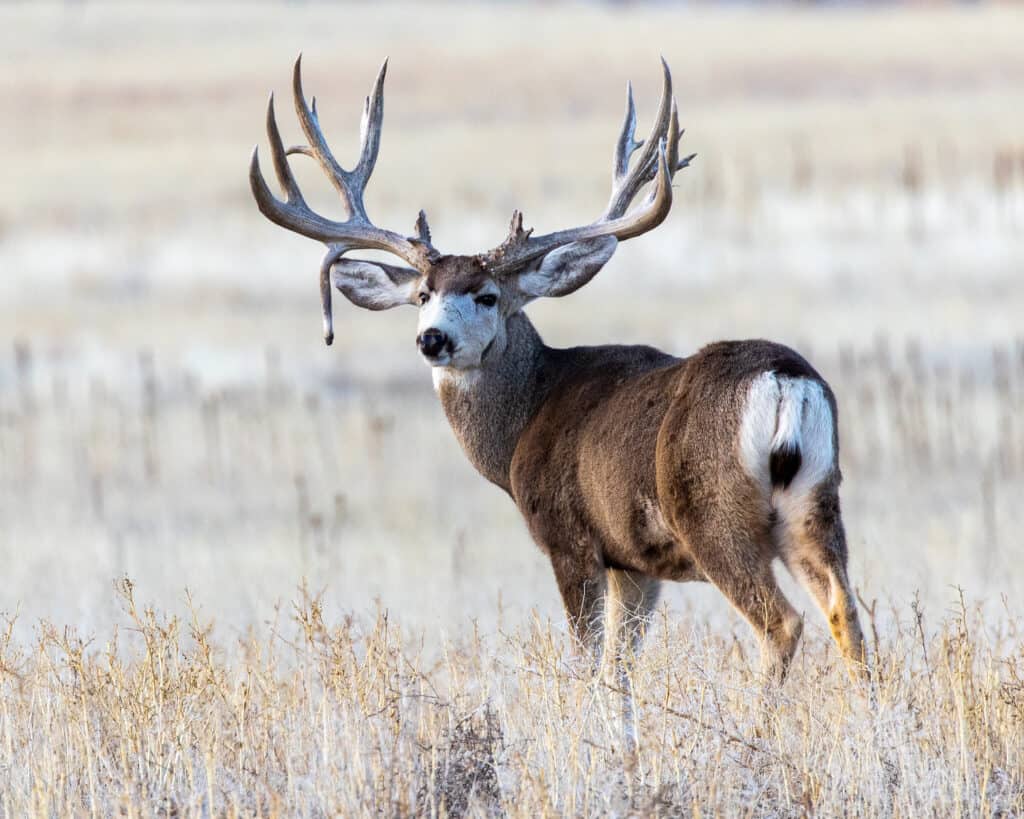 A Wild Moose Shedding Velvet Spookily Walks Up To Trail Cam And Stairs At It Mysteriously