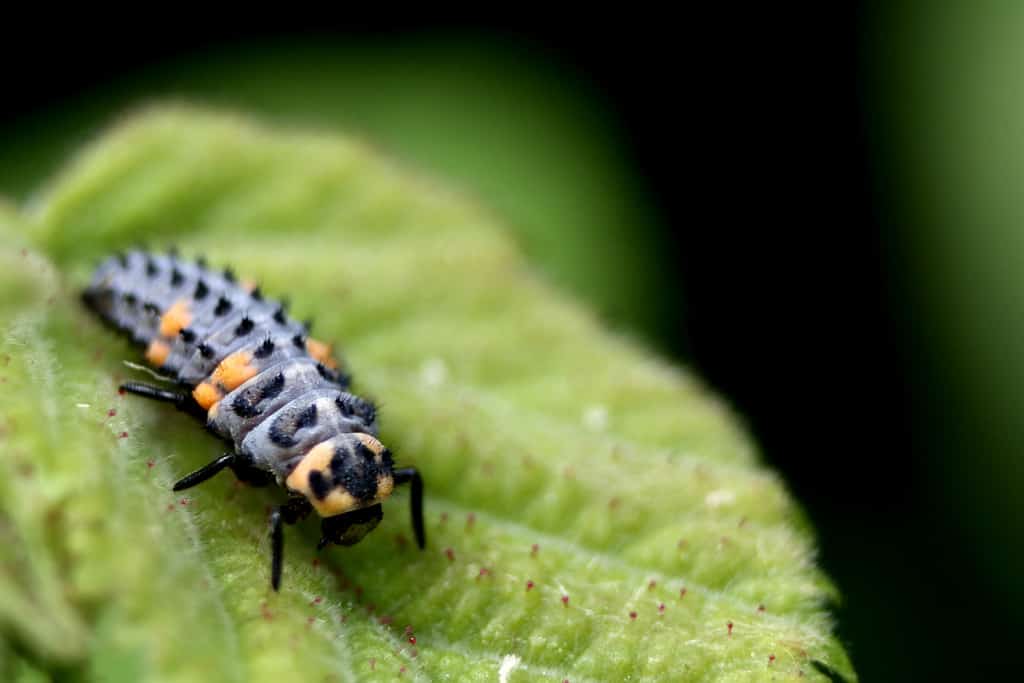 Baby Ladybug: 6 Pictures and 6 Amazing Facts