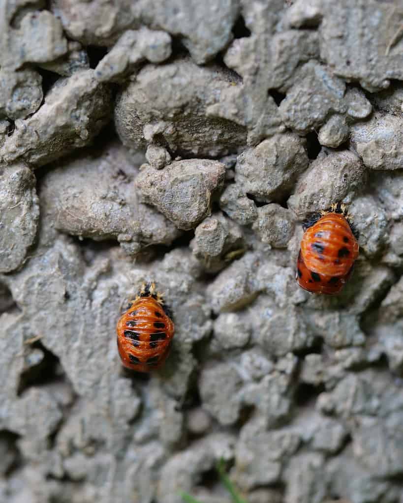 Baby Ladybug: 6 Pictures and 6 Amazing Facts