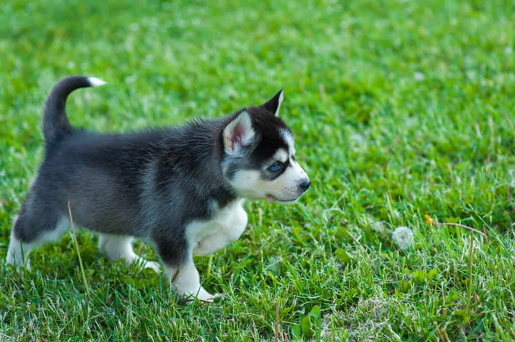 How Big Do Full Grown Pomskies Get? Growth Chart and Milestones