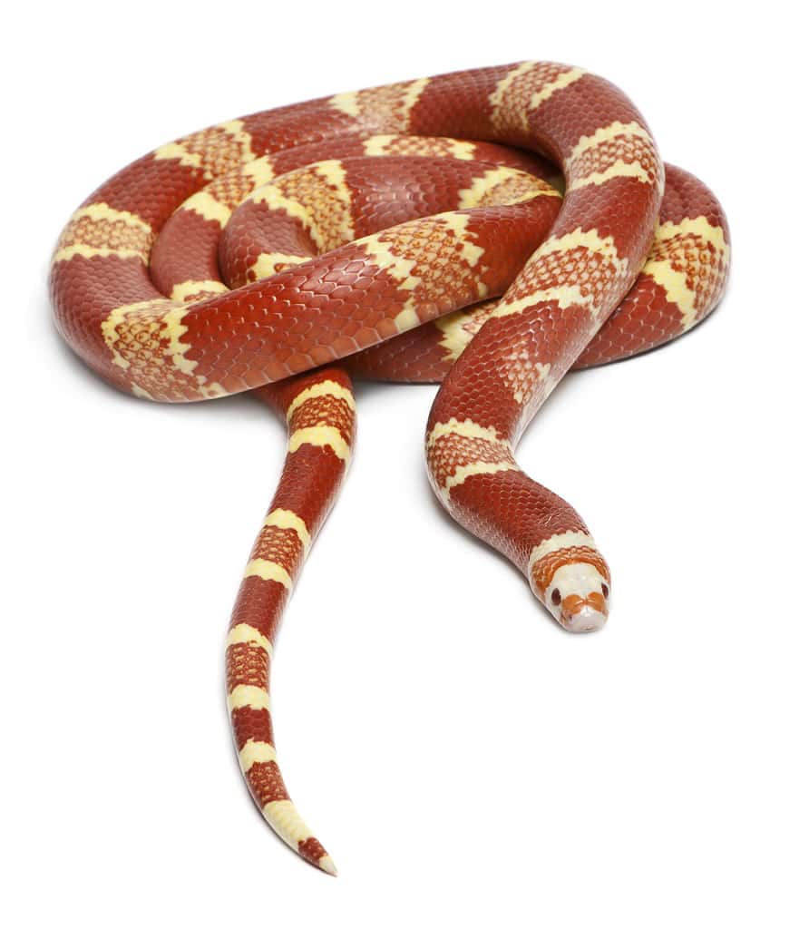 Discover 5 Amazing Milk Snake Morphs