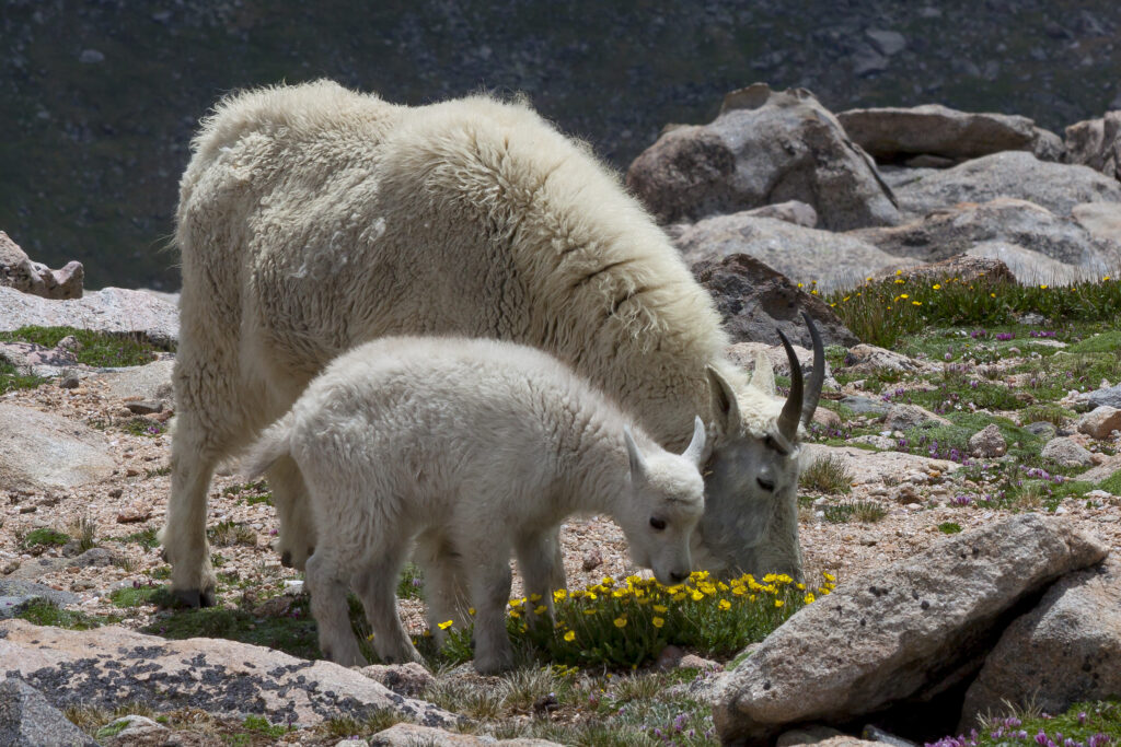 The Largest Rocky Mountain Goat Ever Caught in Oregon