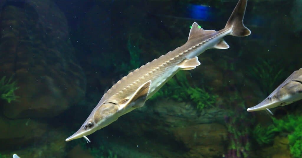 Discover the Largest Fish Ever Caught in Wisconsin