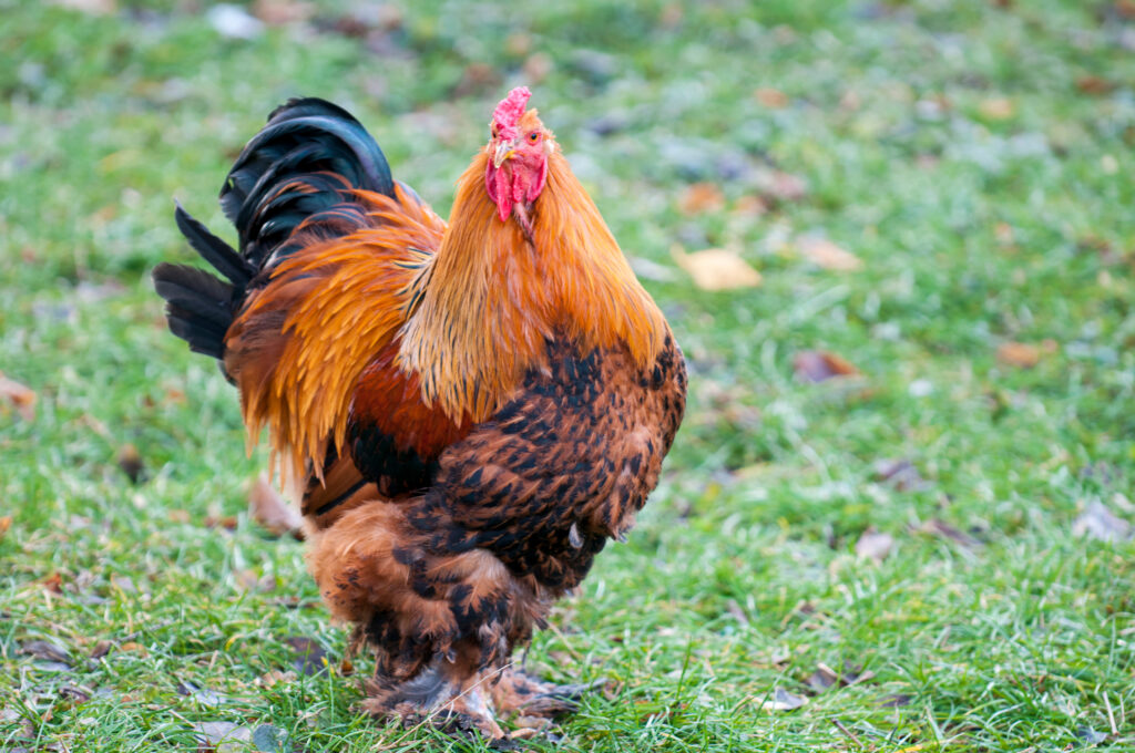 12 Tallest Chicken Breeds in the World