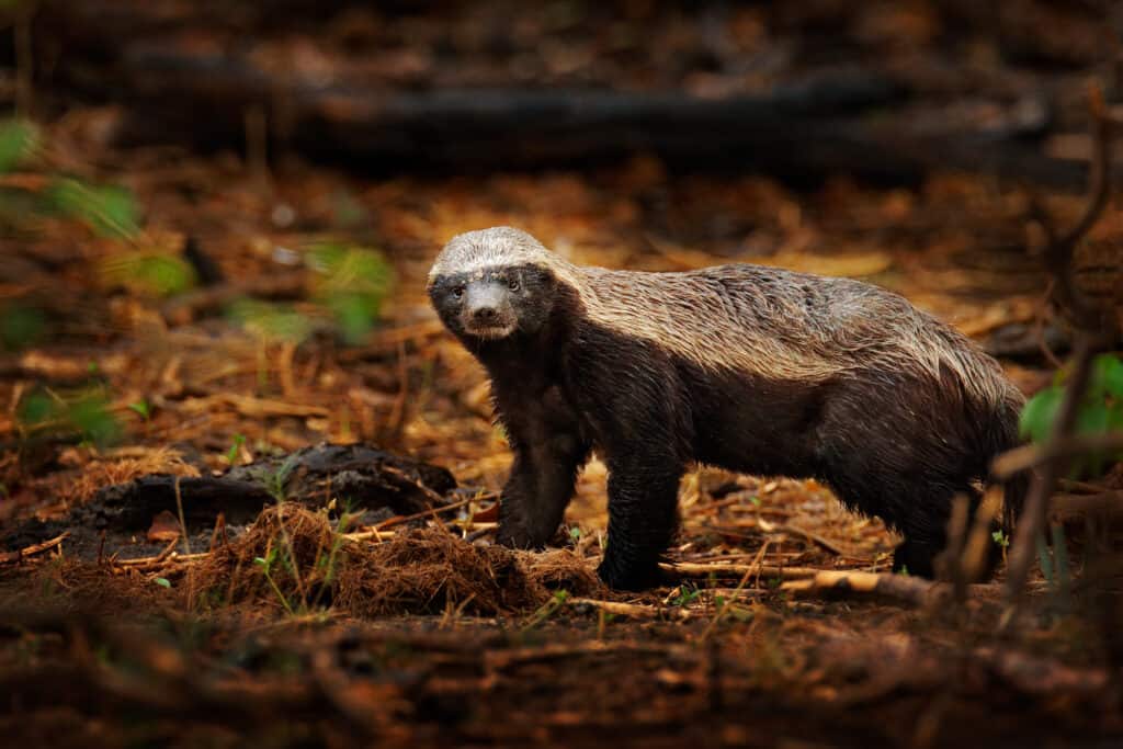 12 Animals That Can Hunt and Eat Skunks (But Rarely Do)