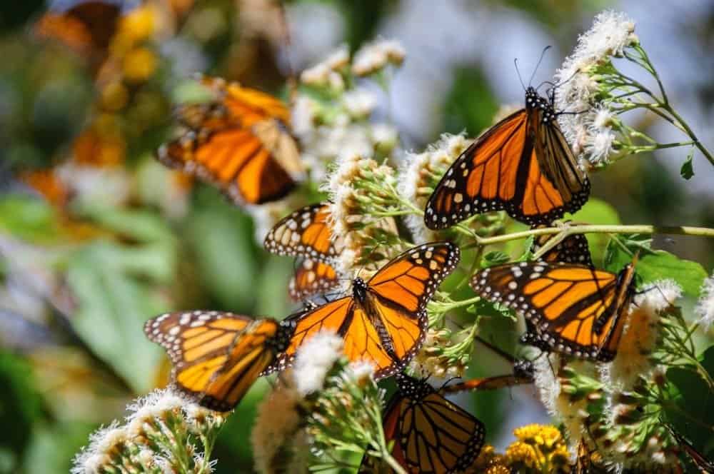 The 5 Best Places to See the Monarch Migration in Mexico