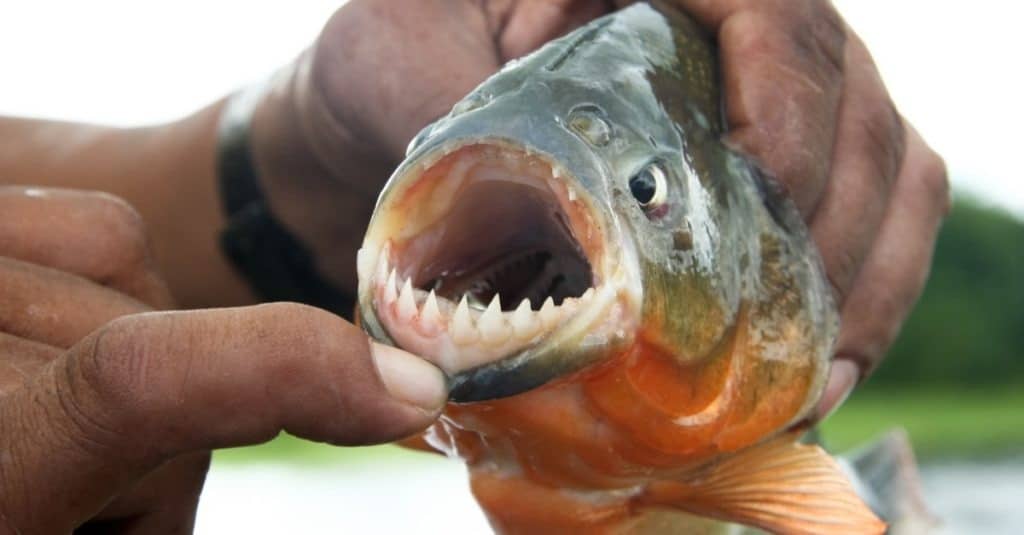 The 7 Countries and Rivers Where the Most Piranhas Live