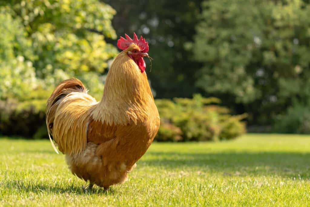 Rooster Prices in 2023: Purchase Cost, Supplies, Food, and More!