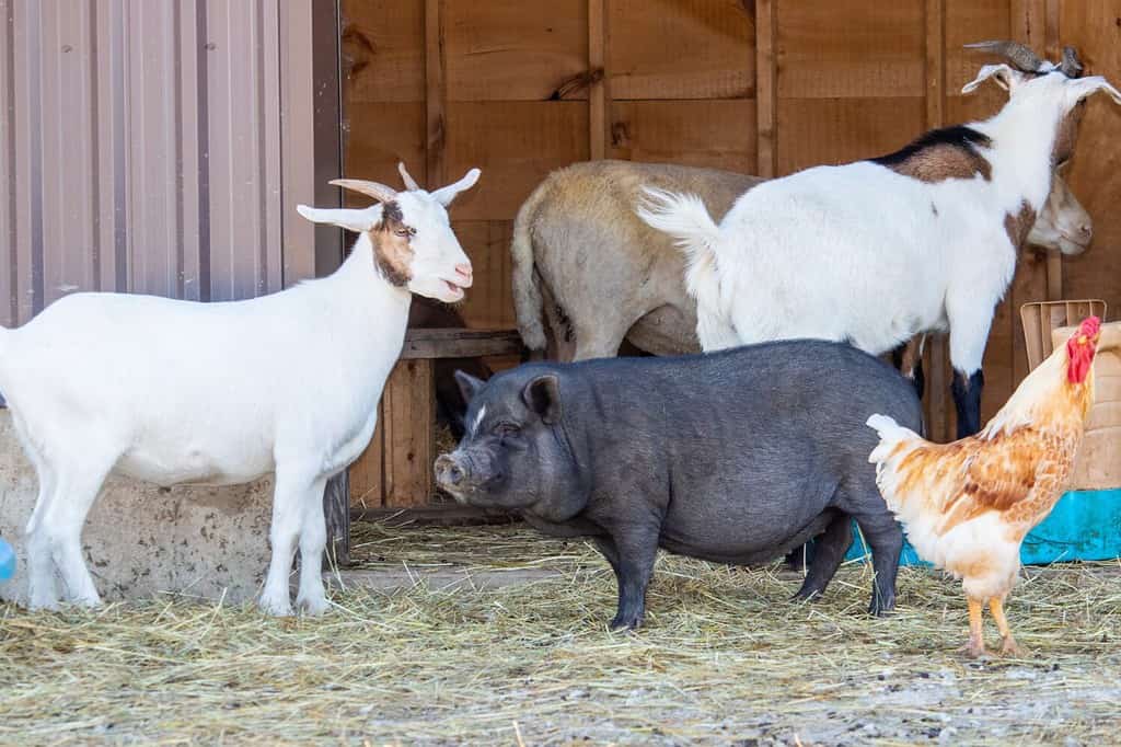 Explore the 12 Best Pumpkin Patches in Oklahoma To Embrace The Fall Season