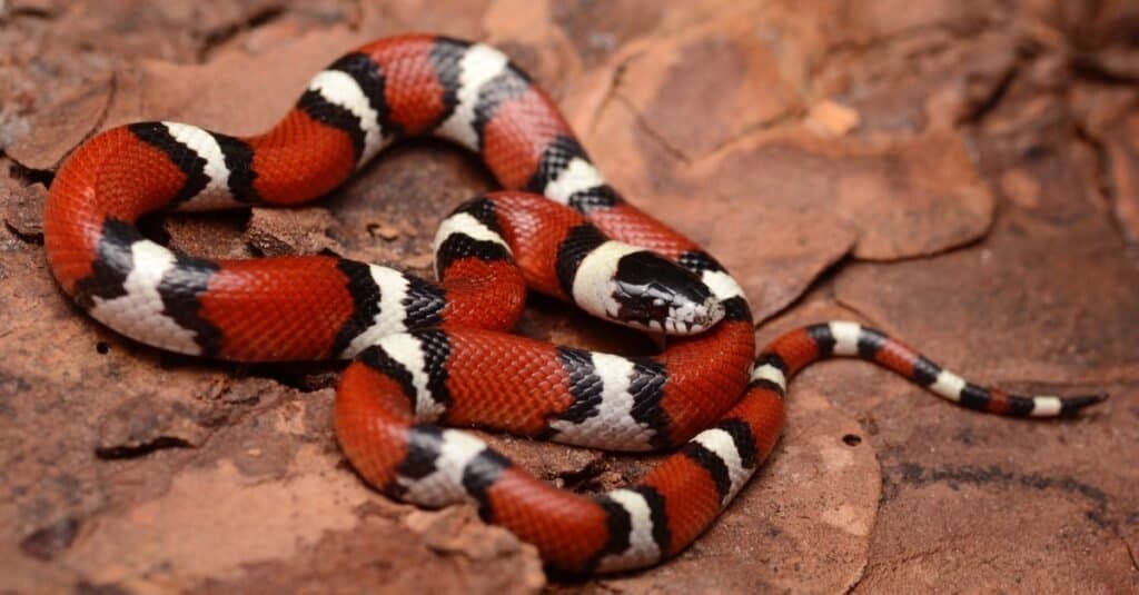 Discover 5 Amazing Milk Snake Morphs