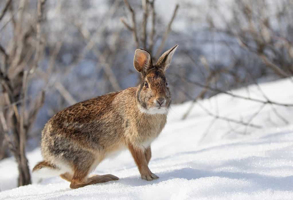 How Fast is an Eastern Cottontail (and 4 Other Ways Rabbits Evade Predators)