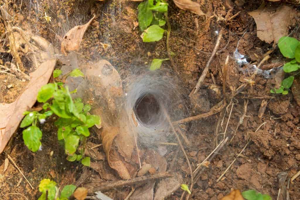 9 Tips On Dealing With Spider Eggs in Plant Soil