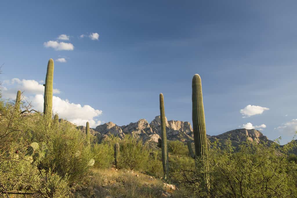 Discover the 9 Largest State Parks in Arizona