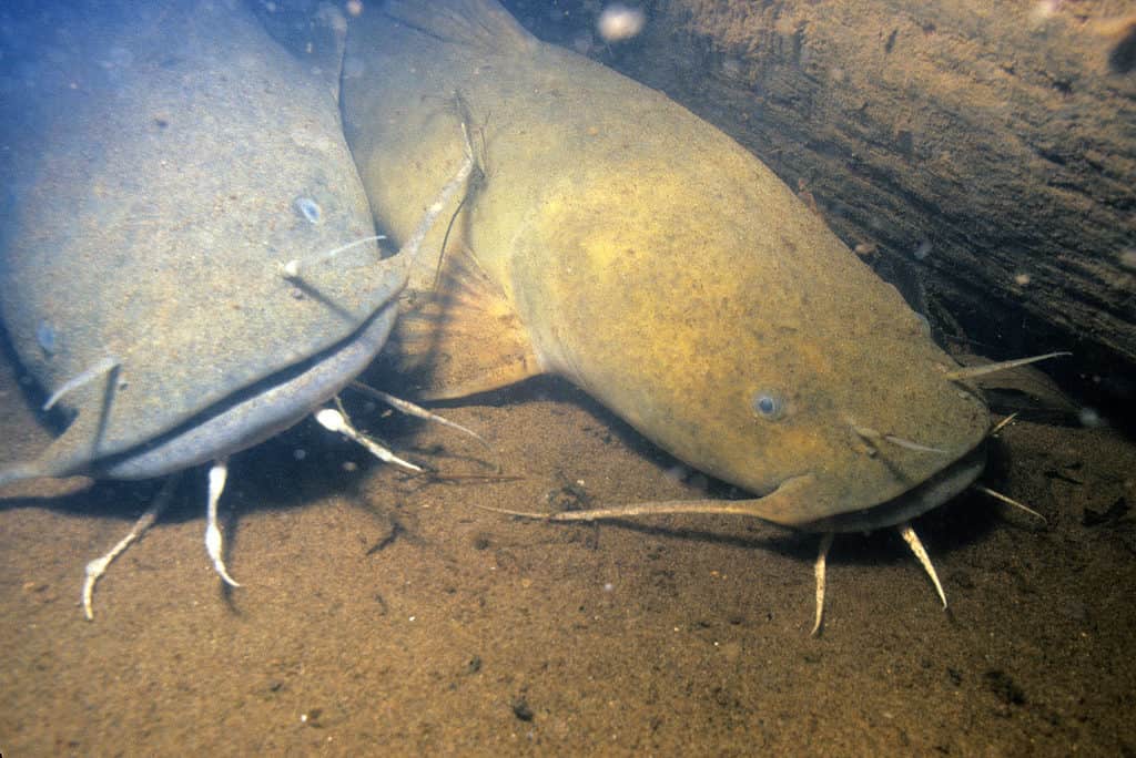 Discover the Largest Fish Ever Caught in Wisconsin