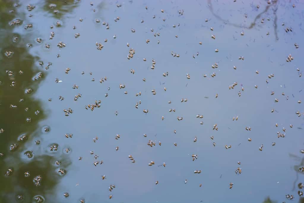 Beware of These 7 Dangerous Animals Flying In Michigan's Skies