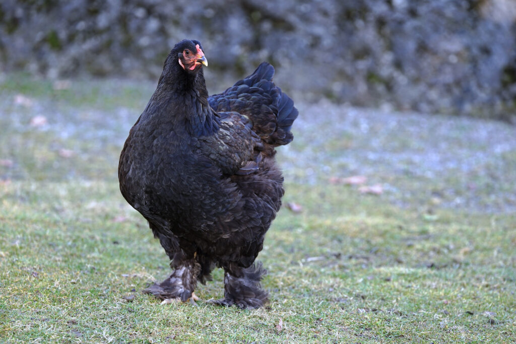 12 Tallest Chicken Breeds in the World