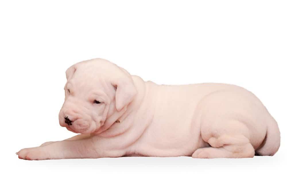 Dogo Argentino Lifespan: How Long Do These Dogs Live?