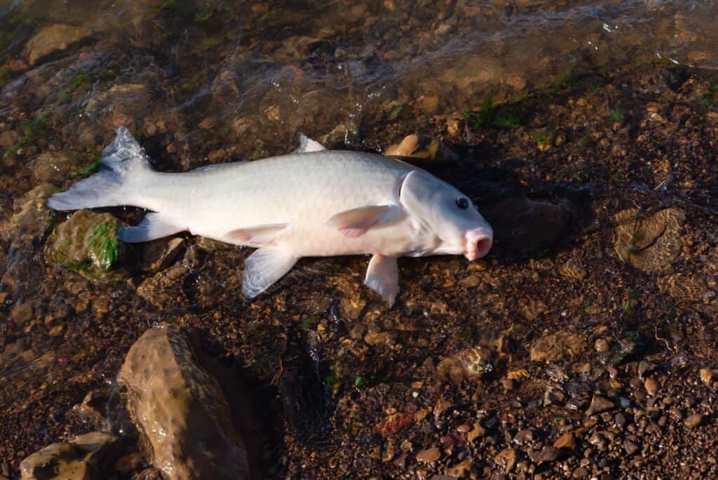 Discover the Largest Fish Ever Caught in Wisconsin