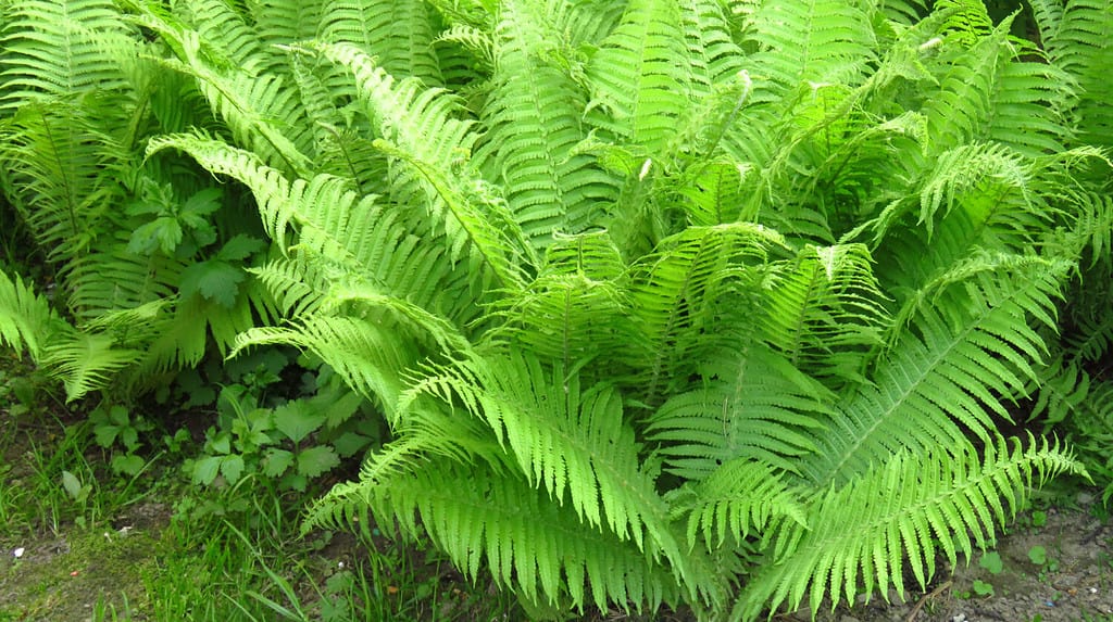 Are Ferns Deer Resistant? 10 Ways to Keep Them Away From Your Plants