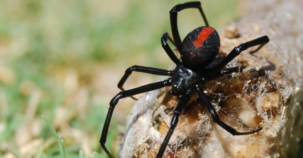 Discover 11 Types of Widow Spiders Throughout The World