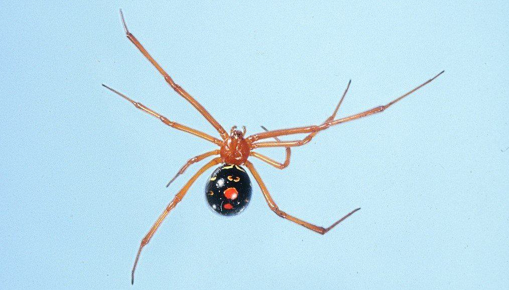 Discover 11 Types of Widow Spiders Throughout The World