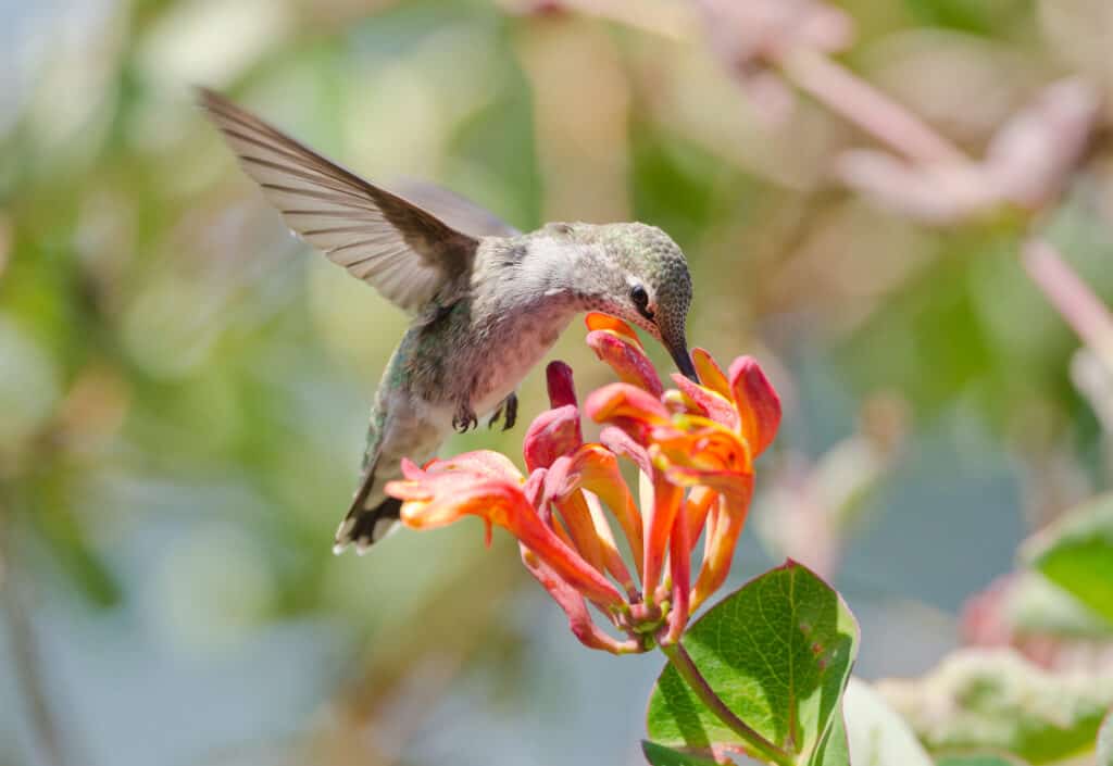 The 12 Best Things to Plant in Arizona in October