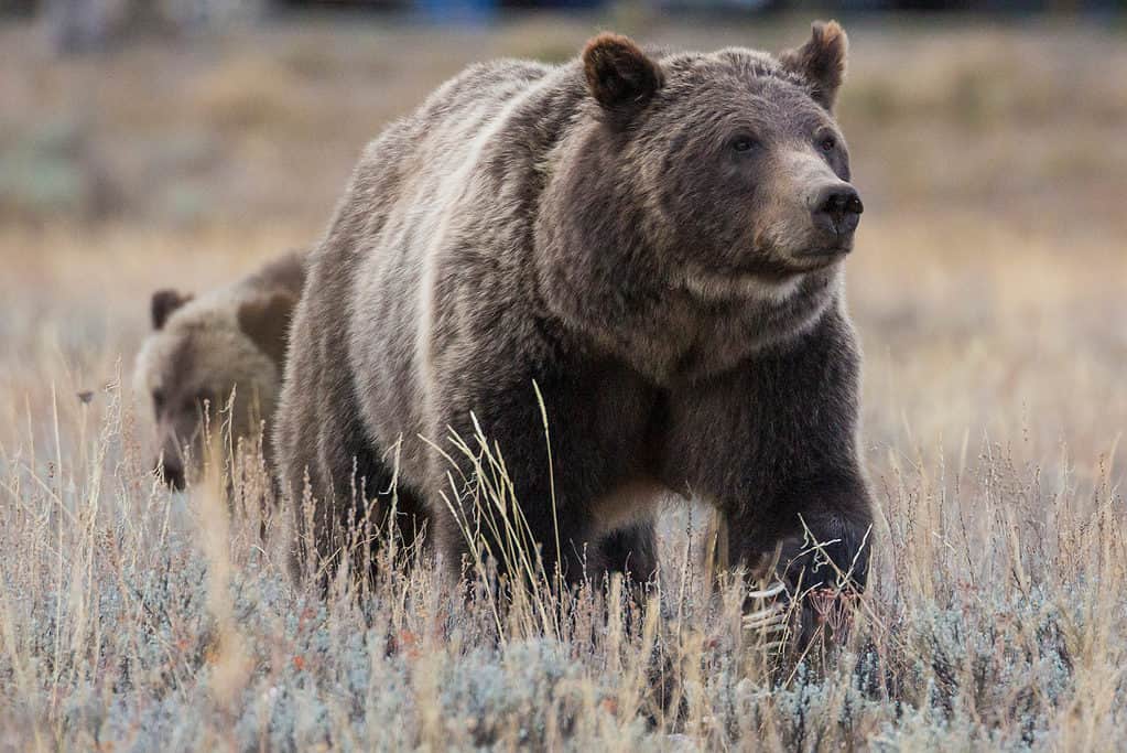 Male vs Female Grizzly Bears: 7 Key Differences