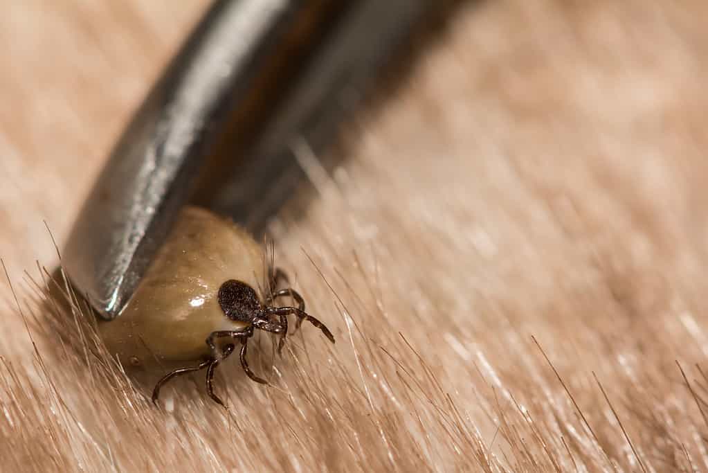 Male vs Female Ticks: 2 Key Differences