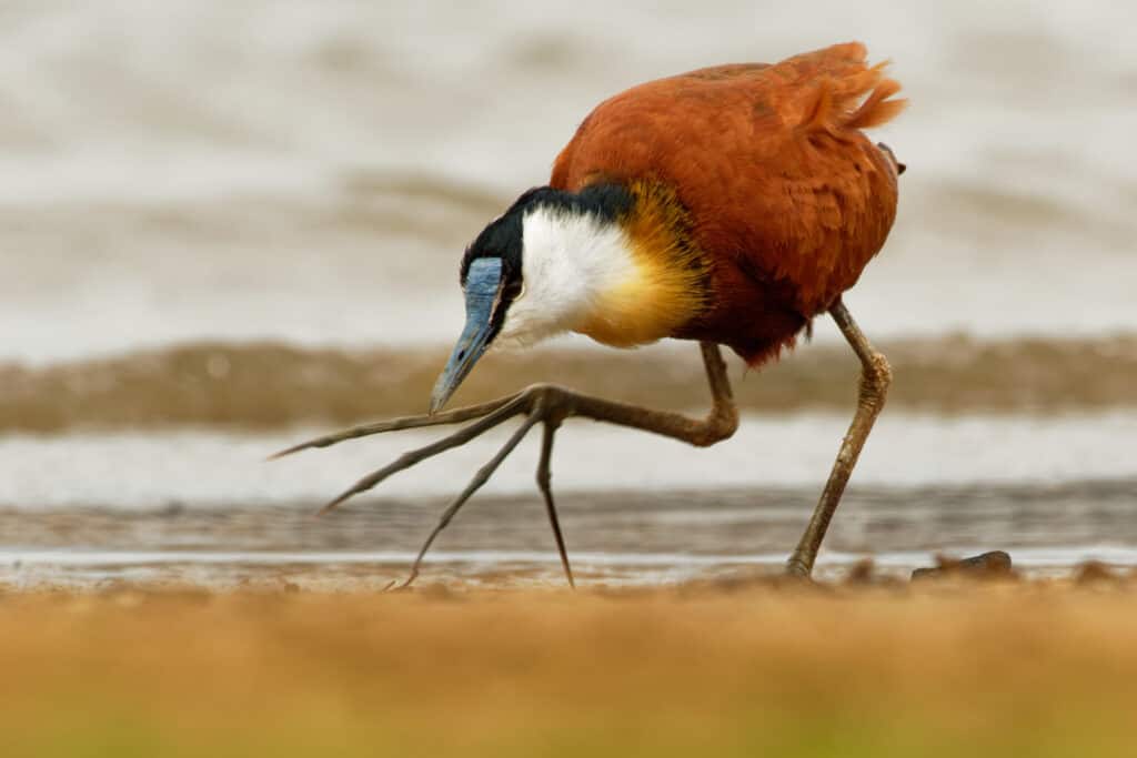 Discover 5 Birds With Long Legs (and Where You Might See Them)