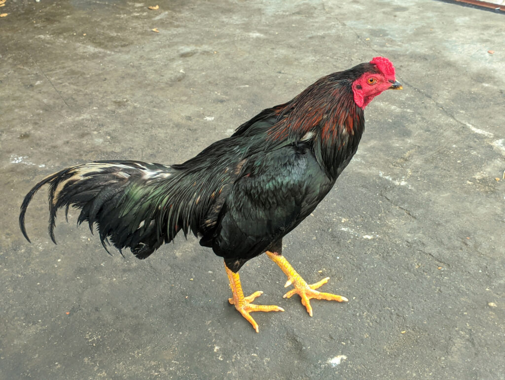 12 Tallest Chicken Breeds in the World