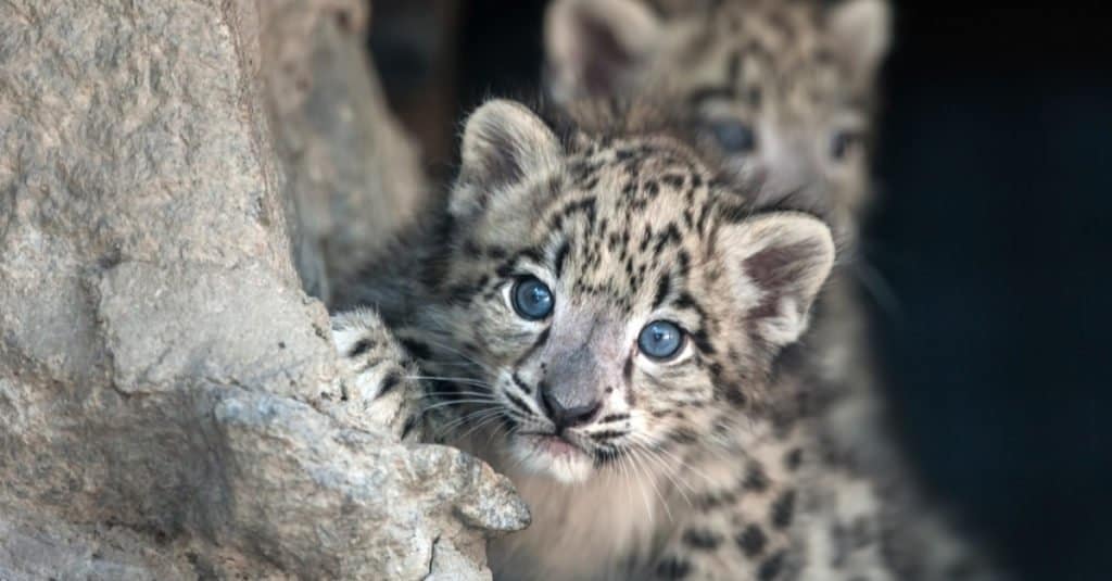 How Big Are Snow Leopards (Compared to Other Big Cats)